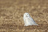 Snowy Owl